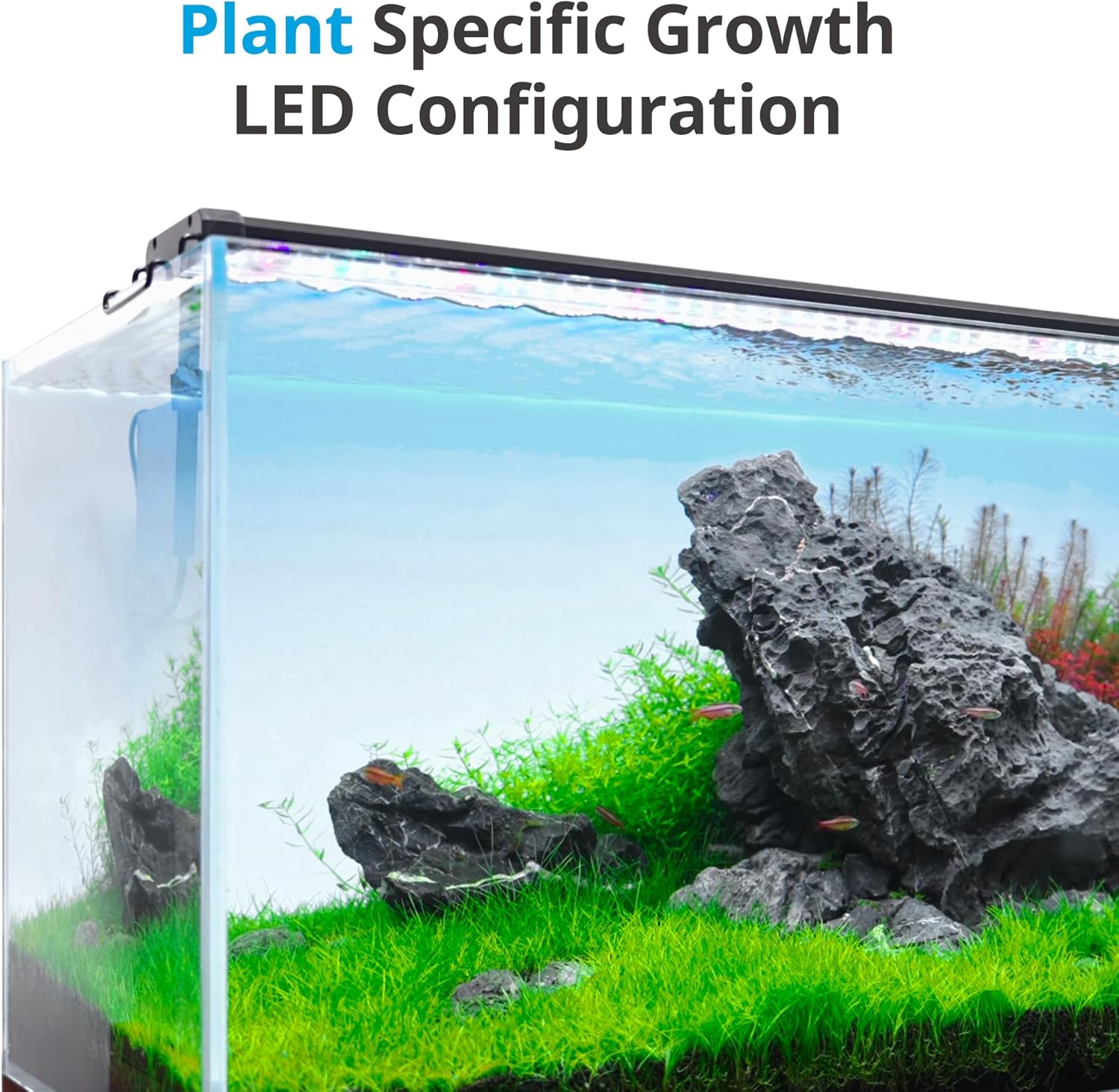 Planted Tank Lighting That Actually Grows Plants: A Spectrum and Timer Guide for Freshwater Keepers